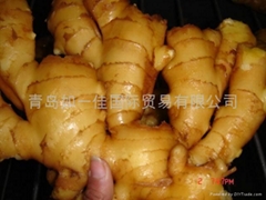2025 GAP FRESH GINGER (AIR DRIED)