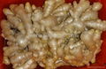 CHINA HIGH QUALITY FRESH JUMBO GINGER