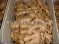 CHINA HIGH QUALITY FRESH JUMBO GINGER 13