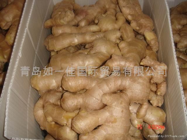 FRESH SEMI AIR DRIED GINGER 3