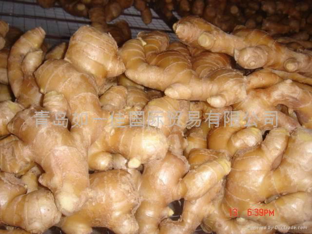 FRESH SEMI AIR DRIED GINGER 4