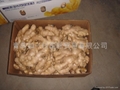  HIGH QUALITY FRESH AIR DRIED GINGER