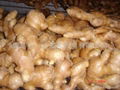  HIGH QUALITY AIR DRIED FRESH GINGER 1