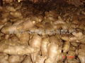  HIGH QUALITY AIR DRIED FRESH GINGER 3