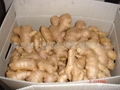  FRESH GINGER, RHIZOME,AIR DRIED GINGER 7