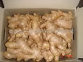 AIR DRIED FRESH GINGER 5