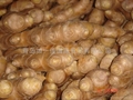 FRESH AIR DRIED GINGER 5