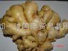 CLEARED AND AIR DRIED GINGER