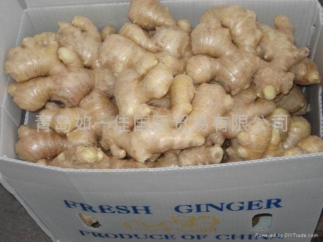 CLEARED AND AIR DRIED GINGER 4