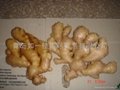 CLEARED AND AIR DRIED GINGER 5