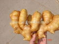 WASHED AND AIR DRIED GINGER 3