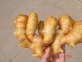 WASHED AND AIR DRIED GINGER