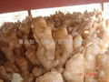 WASHED AND AIR DRIED GINGER 2