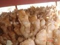 WASHED AND AIR DRIED GINGER