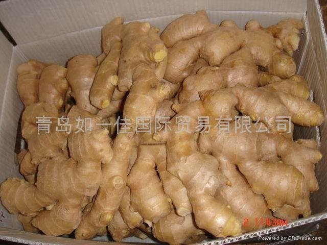2023 BIG SIZE AIR DRIED GINGER 3