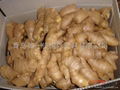 2024 BIG SIZE AIR DRIED GINGER 3