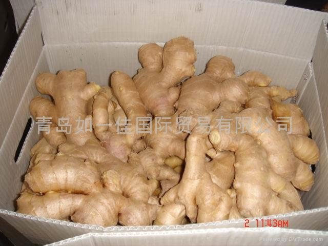 2023 BIG SIZE AIR DRIED GINGER 4