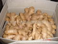 2024 BIG SIZE AIR DRIED GINGER