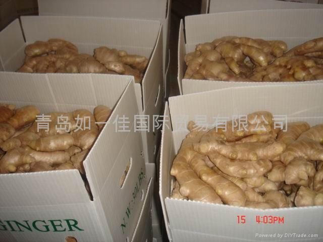 BIG FRESH AIR DRIED GINGER 5