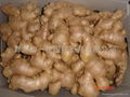 BIG FRESH AIR DRIED GINGER 1