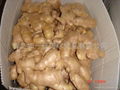 BIG FRESH AIR DRIED GINGER 3