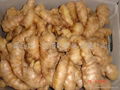 2024 NEW FRESH AIR DRIED GINGER 5