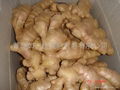 BIG FRESH AIR DRIED GINGER 2