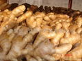 2024 CROP FRESH AIR DRIED GINGER 5