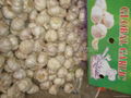  NORMAL WHITE GARLIC 18