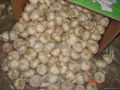  NORMAL WHITE GARLIC 19