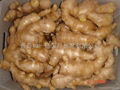 fresh ginger and fresh air dried ginger