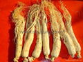 White Ginseng Root (without tail) 1