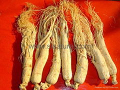 White Ginseng Root (without tail)