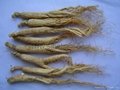 White Ginseng Root (without tail) 3