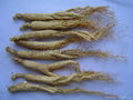 White Ginseng Root (without tail)