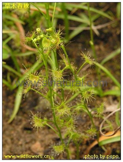 Drosera Peltata 3