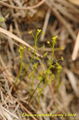 Drosera Peltata 4