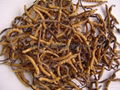 Cordyceps Sinensis