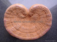 Ganoderma lucidum