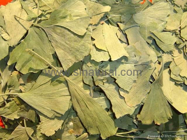 Ginkgo  Leaves 4