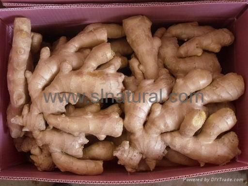 2023 new crops  AIR DRIED GINGER 4