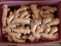 2024 new crops  AIR DRIED GINGER 4