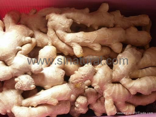 2023 new crops  AIR DRIED GINGER 5