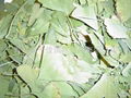 Ginkgo  Leaves