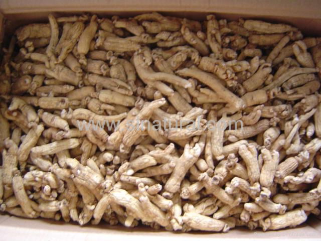 Red Ginseng Roots with or without tails  5