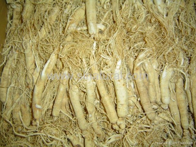White Ginseng Root (without tail) 5