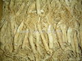 White Ginseng Root (without tail) 5