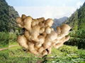 2023 Chinese Fresh Ginger 3