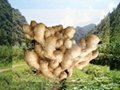 2022 New Chinese fresh ginger