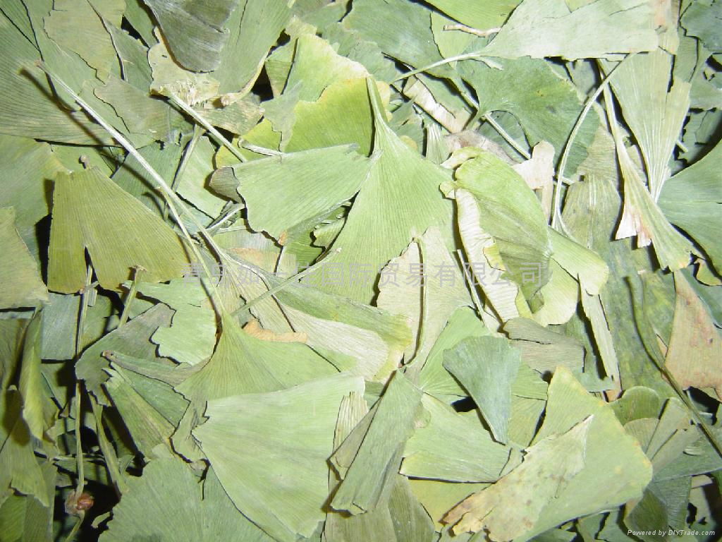 Ginkgo Biloba Leaves P.E. 3